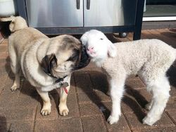 Potret Gemas Bukti Hewan Beda Jenis Bisa Bersahabat