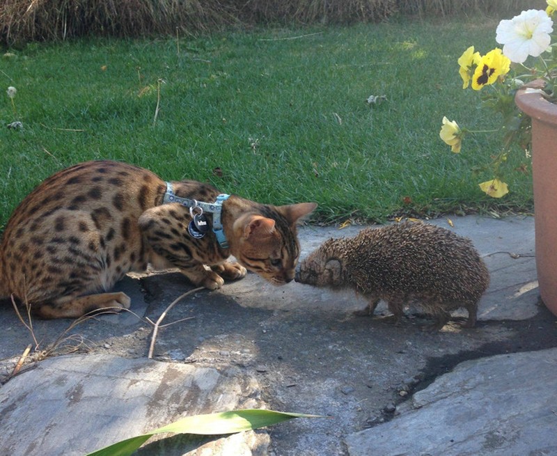 fotoinet hewan beda jenis bersahabat