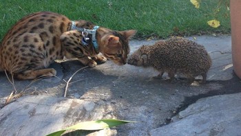 Landak dan kucing. Foto: Brightside