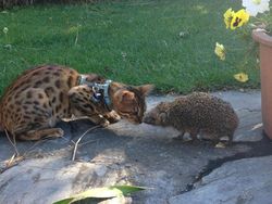 Potret Gemas Bukti Hewan Beda Jenis Bisa Bersahabat