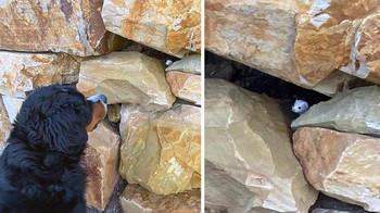 Setiap pagi saling bersapa anjing dan si tikus kecil. Foto: Brightside