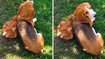 Tampak si ayam dan anjing sednag santai. Foto: Brightside