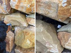 Potret Gemas Bukti Hewan Beda Jenis Bisa Bersahabat