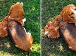 Potret Gemas Bukti Hewan Beda Jenis Bisa Bersahabat