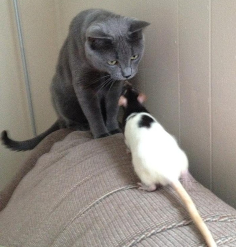 fotoinet hewan beda jenis bersahabat