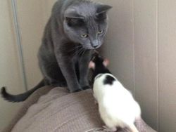 Potret Gemas Bukti Hewan Beda Jenis Bisa Bersahabat