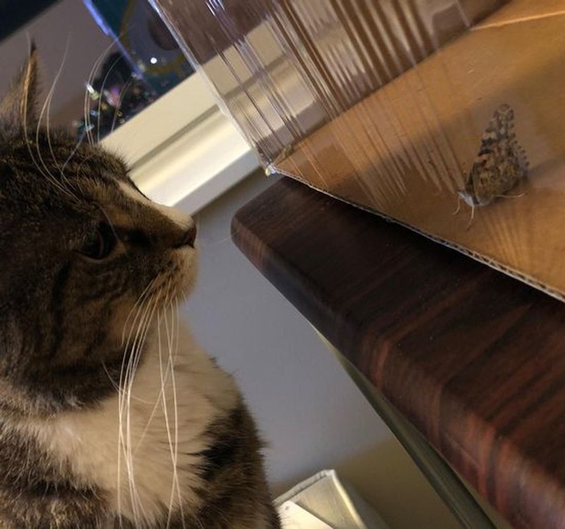 fotoinet hewan beda jenis bersahabat