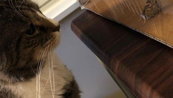 Memantau kupu-kupu ya cing.. Foto: Brightside