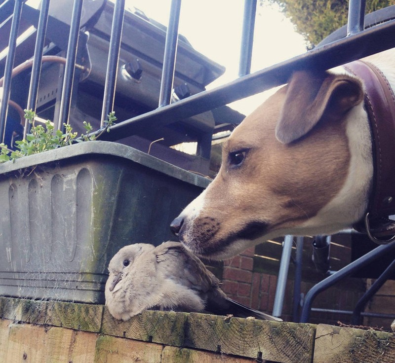 fotoinet hewan beda jenis bersahabat