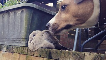 Lagi liatin apa ya mereka. Foto: Brightside