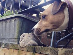 Potret Gemas Bukti Hewan Beda Jenis Bisa Bersahabat