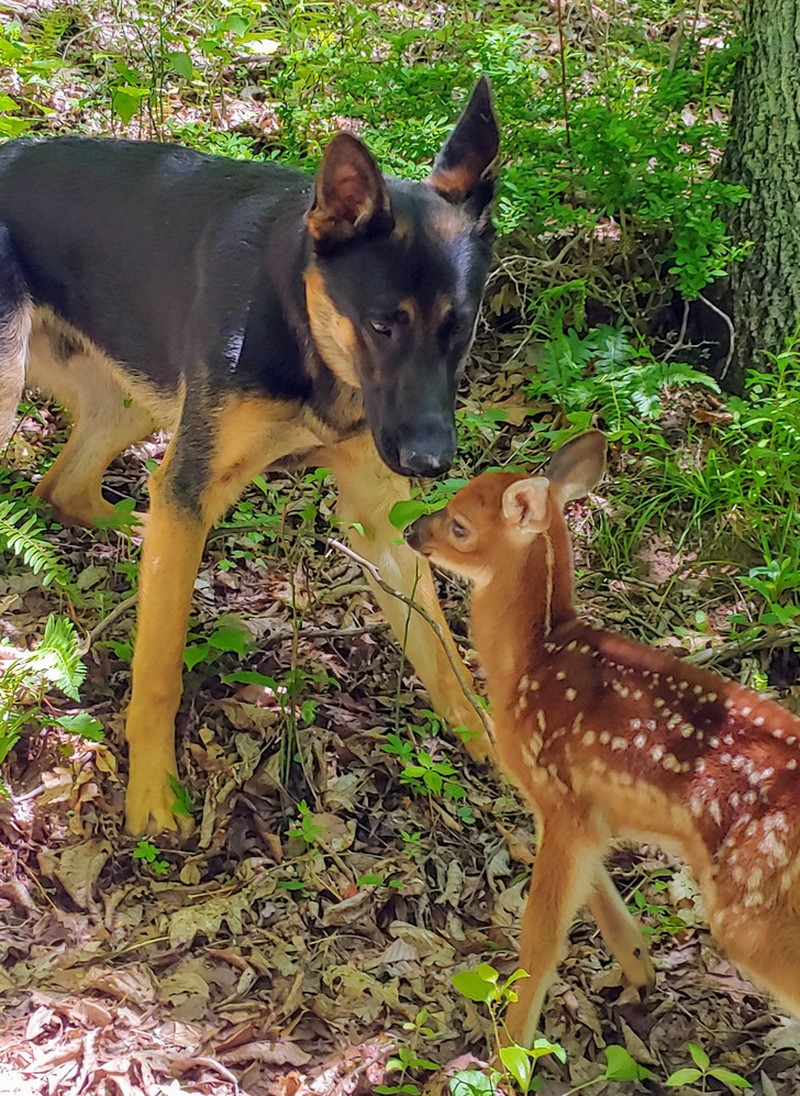 fotoinet hewan beda jenis bersahabat