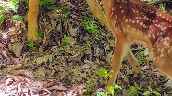 Si kancil dan anjing. Foto: Brightside