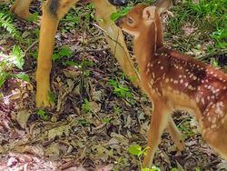 Potret Gemas Bukti Hewan Beda Jenis Bisa Bersahabat