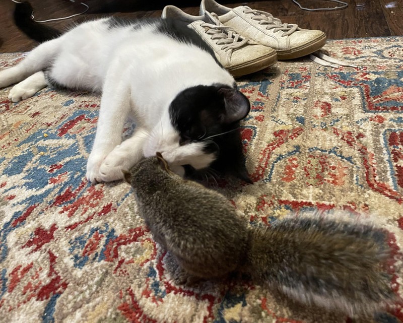 fotoinet hewan beda jenis bersahabat