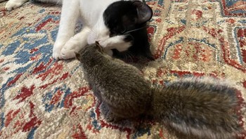 Bobo bareng kucing dan tupai. Foto: Brightside