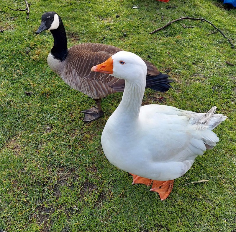 fotoinet hewan beda jenis bersahabat