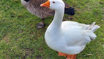 Sama-sama hewan unggas tapi mereka beda lho bebek dan angsa. Foto: Brightside