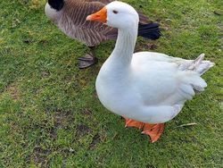 Potret Gemas Bukti Hewan Beda Jenis Bisa Bersahabat