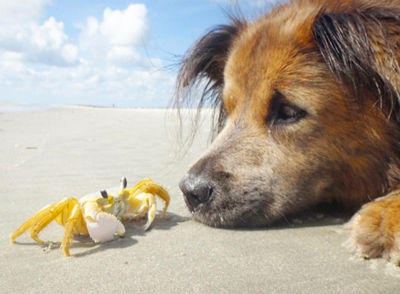 fotoinet hewan beda jenis bersahabat