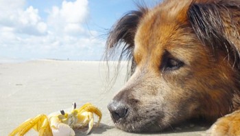 Tatapan mereka bikin gemes. Foto: Brightside