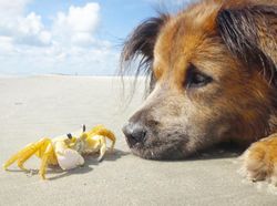 Potret Gemas Bukti Hewan Beda Jenis Bisa Bersahabat