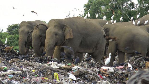 Wild elephants scavenge for food at an open landfill in Pallakkadu village in Ampara district, about 210 kilometers (130 miles) east of the capital Colombo, Sri Lanka, Thursday, Jan. 6, 2022. Conservationists and veterinarians are warning that plastic waste in the open landfill in eastern Sri Lanka is killing elephants in the region, after two more were found dead over the weekend. Around 20 elephants have died over the last eight years after consuming plastic trash in the dump. Examinations of the dead animals showed they had swallowed large amounts of nondegradable plastic that is found in the garbage dump, wildlife veterinarian Nihal Pushpakumara said. (AP Photo/Achala Pussalla)