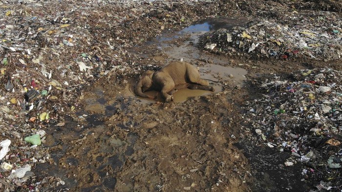 Wild elephants scavenge for food at an open landfill in Pallakkadu village in Ampara district, about 210 kilometers (130 miles) east of the capital Colombo, Sri Lanka, Thursday, Jan. 6, 2022. Conservationists and veterinarians are warning that plastic waste in the open landfill in eastern Sri Lanka is killing elephants in the region, after two more were found dead over the weekend. Around 20 elephants have died over the last eight years after consuming plastic trash in the dump. Examinations of the dead animals showed they had swallowed large amounts of nondegradable plastic that is found in the garbage dump, wildlife veterinarian Nihal Pushpakumara said. (AP Photo/Achala Pussalla)