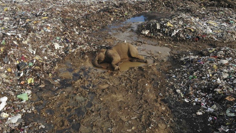 Wild elephants scavenge for food at an open landfill in Pallakkadu village in Ampara district, about 210 kilometers (130 miles) east of the capital Colombo, Sri Lanka, Thursday, Jan. 6, 2022. Conservationists and veterinarians are warning that plastic waste in the open landfill in eastern Sri Lanka is killing elephants in the region, after two more were found dead over the weekend. Around 20 elephants have died over the last eight years after consuming plastic trash in the dump. Examinations of the dead animals showed they had swallowed large amounts of nondegradable plastic that is found in the garbage dump, wildlife veterinarian Nihal Pushpakumara said. (AP Photo/Achala Pussalla)