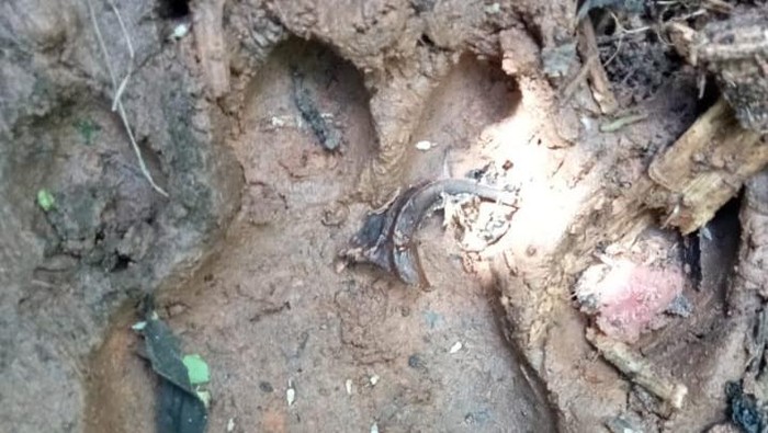Harimau mangsa ternak warga Mukomuko Bengkulu (Foto: Istimewa)