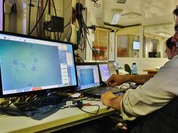 Penampakan Jutaan Ikan Transparan di Bawah Es Antartika