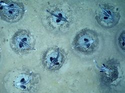 Penampakan Jutaan Ikan Transparan di Bawah Es Antartika