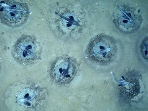 Hidup di Kutub Selatan, Kenapa Ikan-ikan Ini Tidak Membeku?