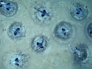 Hidup di Kutub Selatan, Kenapa Ikan-ikan Ini Tidak Membeku?