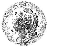 Penampakan Jutaan Ikan Transparan di Bawah Es Antartika