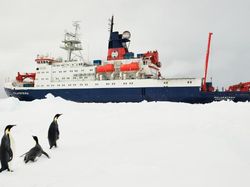 Penampakan Jutaan Ikan Transparan di Bawah Es Antartika