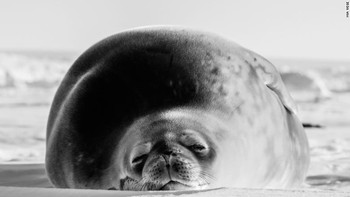 Ada sekitar 2.000 anjing laut di area itu yang mungkin menjadikan ikan icefish itu sebagai salah satu makanannya. Foto: CNN