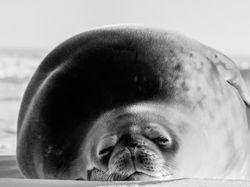 Penampakan Jutaan Ikan Transparan di Bawah Es Antartika