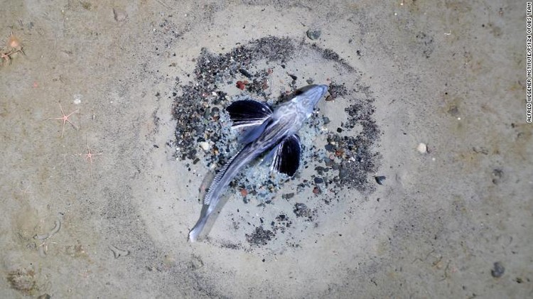 Ikan aneh icefish di antartika Ikan aneh icefish di antartika