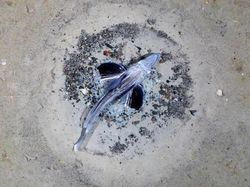 Penampakan Jutaan Ikan Transparan di Bawah Es Antartika