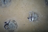 Ikan aneh icefish