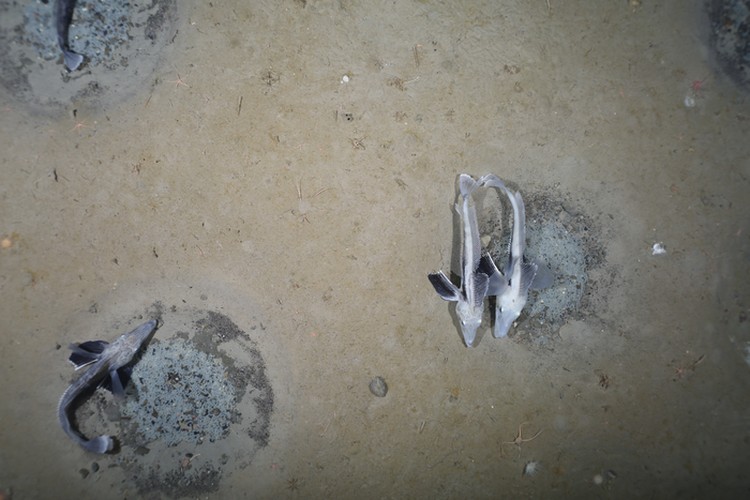 Ikan aneh icefish Ikan aneh icefish