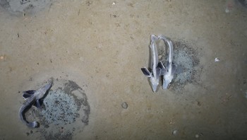 “Ini benar-benar penemuan yang mengagetkan, juga signifikan. Jumlah bio massa yang ada mengejutkan,” kata John Postlethait, profesor biologi di University of Oregon. Foto: CNN