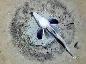 Penampakan Jutaan Sarang Ikan Aneh di Dasar Laut Antartika