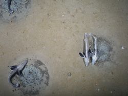 Penampakan Jutaan Ikan Transparan di Bawah Es Antartika