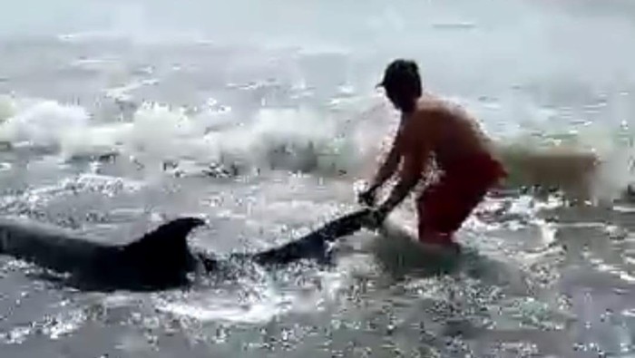 Lumba-lumba terdampar di Pantai Padanggalak, Bali.