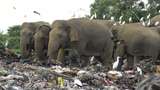 Miris, Gajah di Sri Lanka Makan Sampah Plastik, Puluhan Ekor Mati