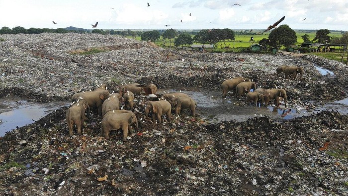 Wild elephants scavenge for food at an open landfill in Pallakkadu village in Ampara district, about 210 kilometers (130 miles) east of the capital Colombo, Sri Lanka, Thursday, Jan. 6, 2022. Conservationists and veterinarians are warning that plastic waste in the open landfill in eastern Sri Lanka is killing elephants in the region, after two more were found dead over the weekend. Around 20 elephants have died over the last eight years after consuming plastic trash in the dump. Examinations of the dead animals showed they had swallowed large amounts of nondegradable plastic that is found in the garbage dump, wildlife veterinarian Nihal Pushpakumara said. (AP Photo/Achala Pussalla)