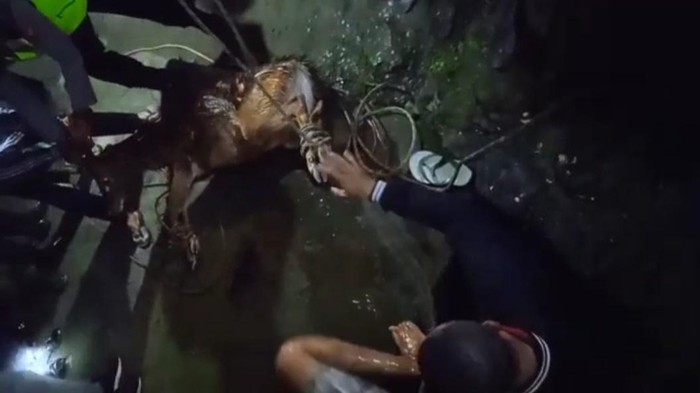 Penyelamatan rusa terjebak di gorong-gorong