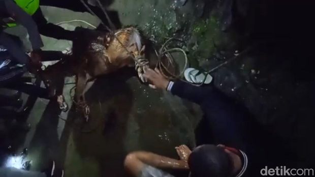 penyelamatan rusa